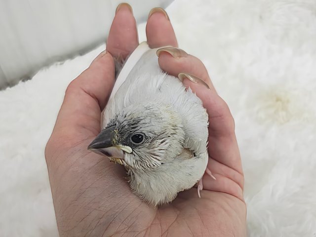 シルバー文鳥