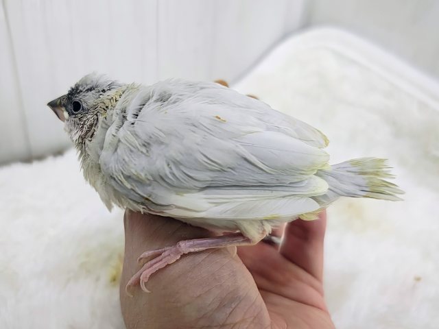 シルバー文鳥