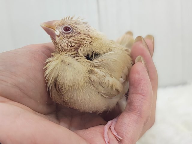 綺麗な赤目ちゃんに惹かれてく~✨シナモン文鳥のヒナ入荷しました❤️ シナモン文鳥