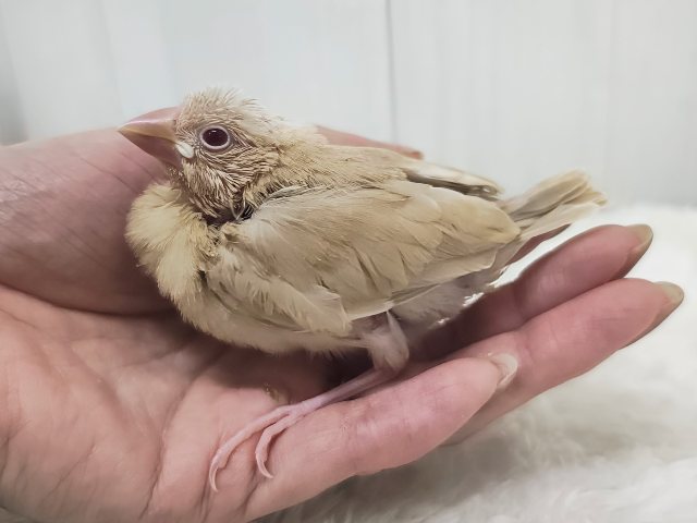 綺麗な赤目ちゃんに惹かれてく~✨シナモン文鳥のヒナ入荷しました❤️ シナモン文鳥