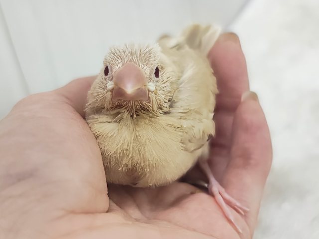 綺麗な赤目ちゃんに惹かれてく～✨シナモン文鳥のヒナ入荷しました❤️
