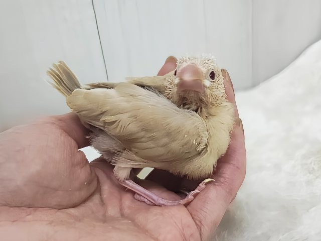 綺麗な赤目ちゃんに惹かれてく~✨シナモン文鳥のヒナ入荷しました❤️ シナモン文鳥