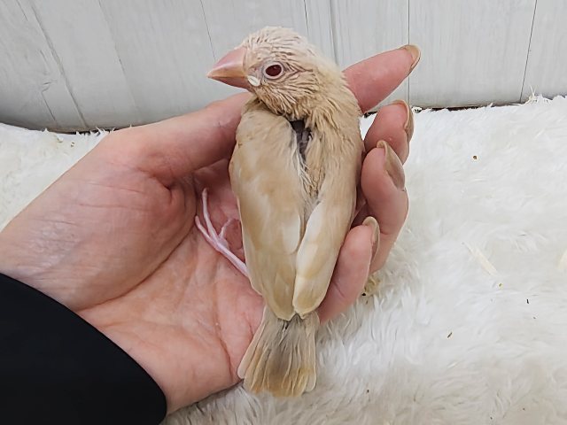 綺麗な赤目ちゃんに惹かれてく~✨シナモン文鳥のヒナ入荷しました❤️ シナモン文鳥