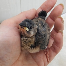 つぶつぶ黒豆カラー🖤桜文鳥のヒナ入荷しました❤️
