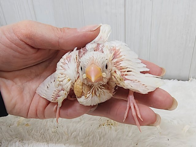 べたなれ目指してお世話中～✨白文鳥のヒナ入荷しました❤️
