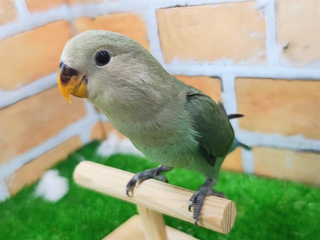 最新画像更新✨もこもこ~💚可愛いお布団🎶小桜インコのシーグリーン🐥 コザクラインコ(小桜インコ)