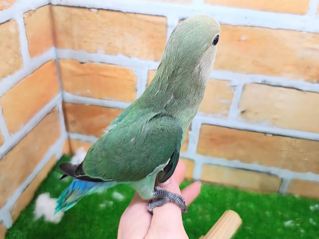 最新画像更新✨もこもこ~💚可愛いお布団🎶小桜インコのシーグリーン🐥 コザクラインコ(小桜インコ)