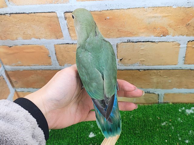 コザクラインコ（小桜インコ）