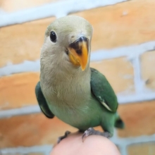 最新画像更新✨もこもこ~💚可愛いお布団🎶小桜インコのシーグリーン🐥