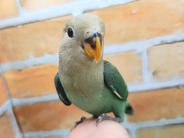 最新画像更新✨もこもこ~💚可愛いお布団🎶小桜インコのシーグリーン🐥