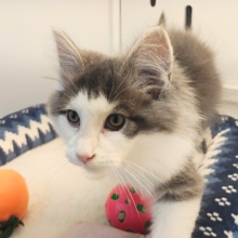 最新画像更新💓‪大型猫💫ふみふみとまらないよぉ💗ノルウェージャンの男のコきました✨