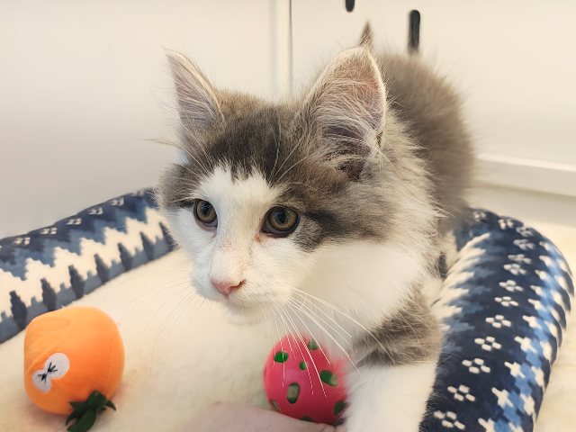 最新画像更新💓‪大型猫💫ふみふみとまらないよぉ💗ノルウェージャンの男のコきました✨