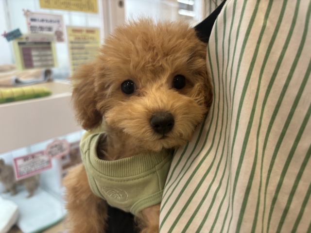 僕のでっか〜い愛を受け取って♥トイプードルくん! トイプードル