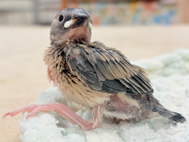 キリッとブラックで決めるぜ😎🕶桜文鳥ちゃん❣️(ヒナ)