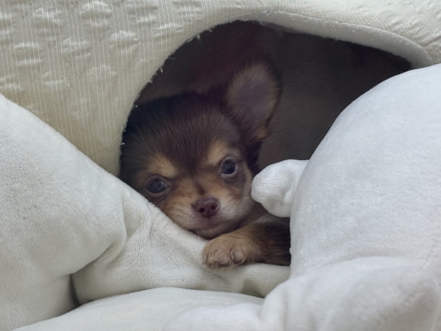 超ホヤホヤ最新画像✨お腹の大サービスしちゃうもん♡チワワくん! チワワ