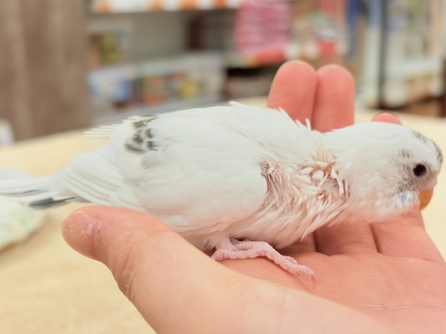 セキセイインコ