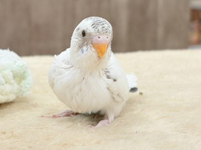 バーコードの白頭🤍🖤セキセイインコ(白ハルクイン)ヒナ