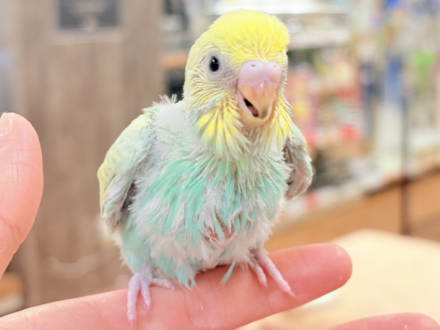 セキセイインコ