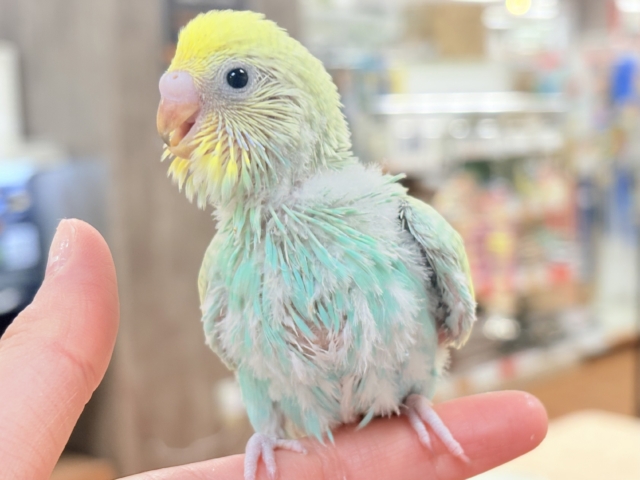 セキセイインコ