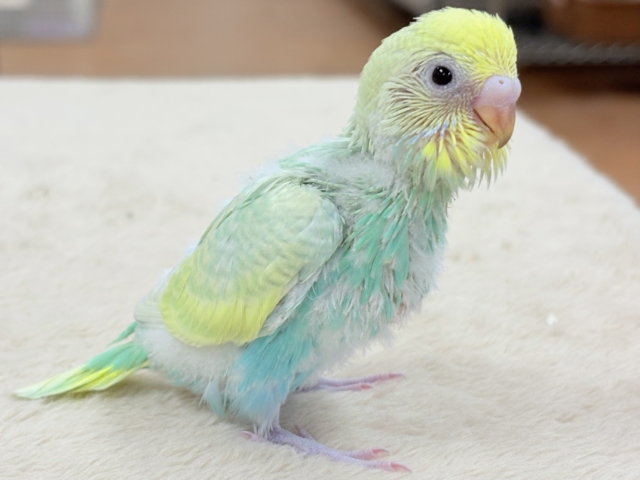 セキセイインコ