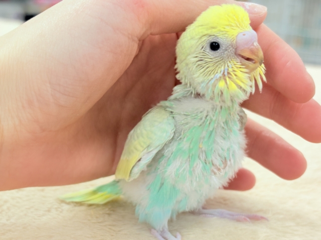 セキセイインコ