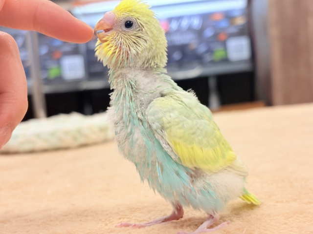 セキセイインコ