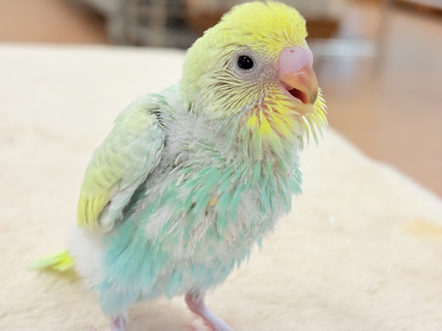 セキセイインコ