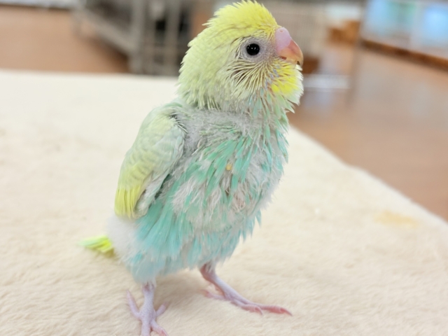 セキセイインコ