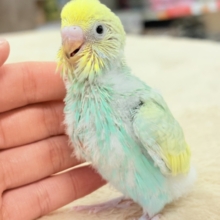 姿勢よし❗️元気よし❗️セキセイインコ‼️(パステルレインボースパングル)ヒナ