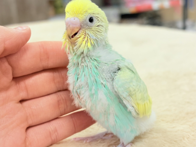 姿勢よし❗️元気よし❗️セキセイインコ‼️(パステルレインボースパングル)ヒナ
