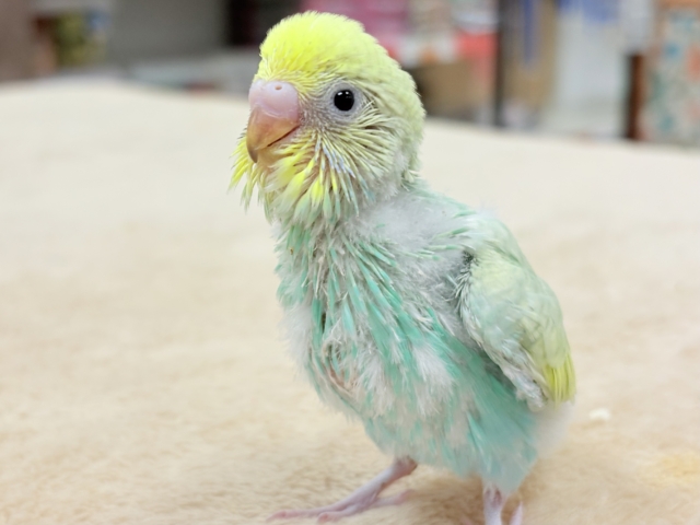 セキセイインコ