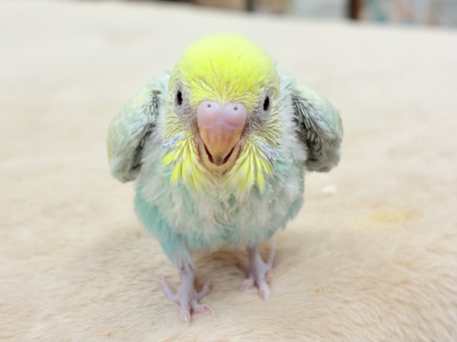 セキセイインコ