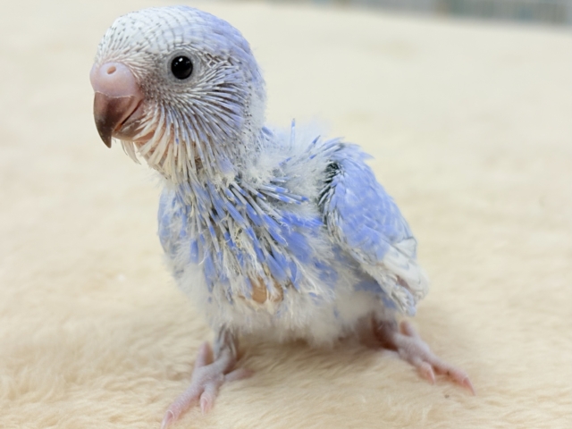 晴天の空⛅️🫶🏻︎🩵セキセイインコ(スパングル)ヒナ セキセイインコ