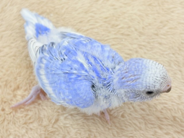 晴天の空⛅️🫶🏻︎🩵セキセイインコ(スパングル)ヒナ セキセイインコ