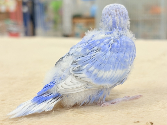 晴天の空⛅️🫶🏻︎🩵セキセイインコ(スパングル)ヒナ セキセイインコ