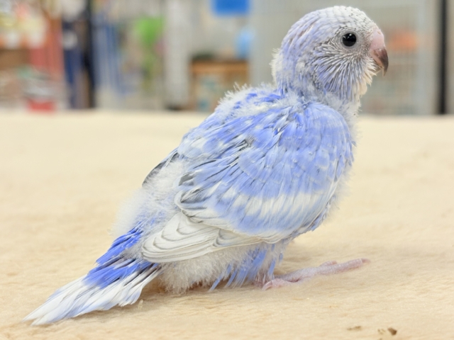 晴天の空⛅️🫶🏻︎🩵セキセイインコ(スパングル)ヒナ セキセイインコ