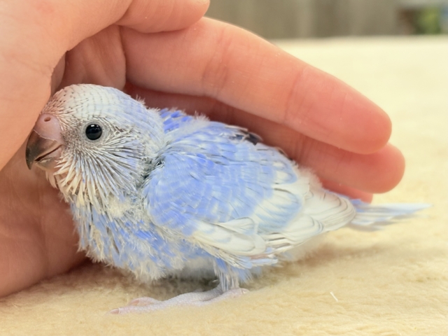 晴天の空⛅️🫶🏻︎🩵セキセイインコ(スパングル)ヒナ セキセイインコ