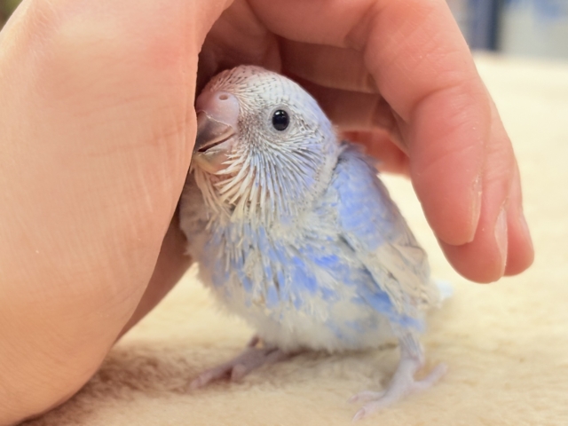 晴天の空⛅️🫶🏻︎🩵セキセイインコ(スパングル)ヒナ セキセイインコ
