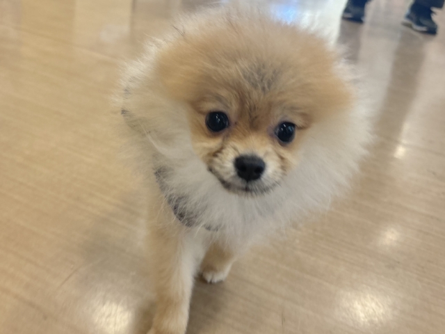 ポメラニアン