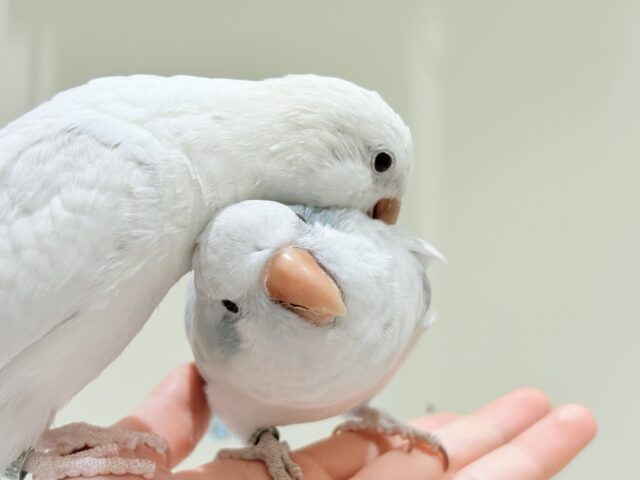 【最新画像更新🪄】慎重派だけど甘ったれ〜🧚♀️💖オキナインコ(コバルトパリドオパーリン) ヒナ オキナインコ