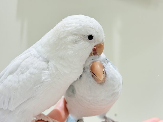 【最新画像更新🪄】甘々ちゃん来ました♡♡♡オキナインコ(ブルーオパーリン) オキナインコ