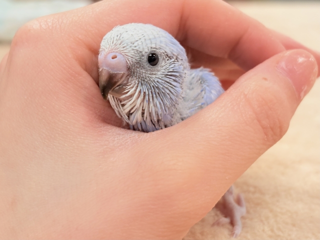晴天の空⛅️🫶🏻︎🩵セキセイインコ(スパングル)ヒナ セキセイインコ