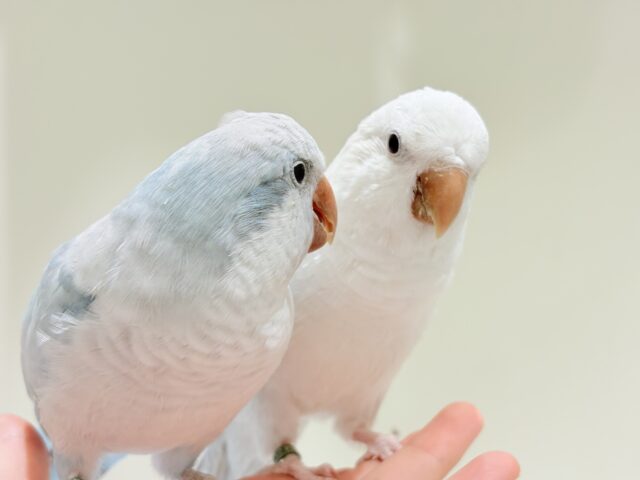 オキナインコ
