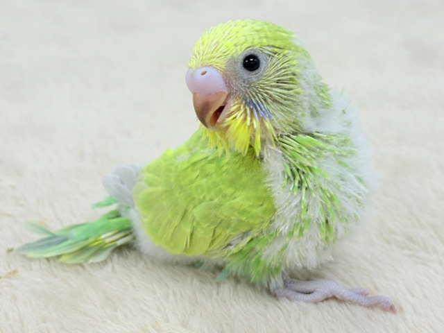 フレッシュな若緑🌱🌿.∘セキセイインコ(スパングル)ヒナ セキセイインコ