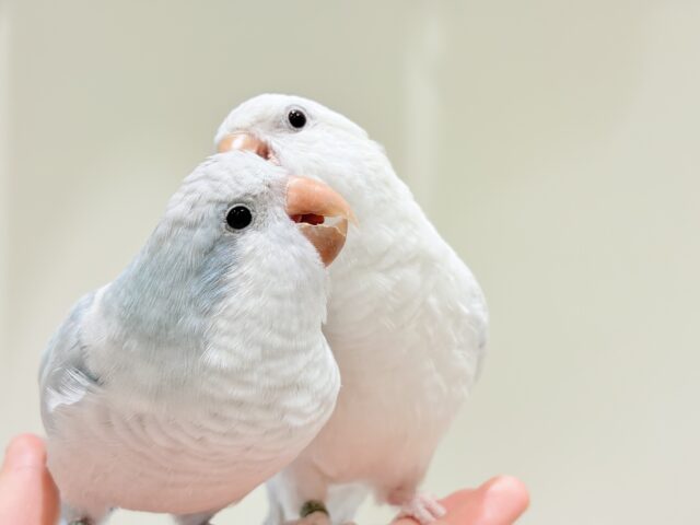 オキナインコ