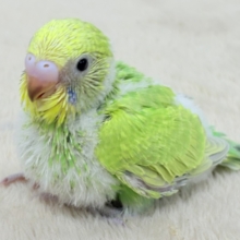 フレッシュな若緑🌱🌿.∘セキセイインコ(スパングル)ヒナ
