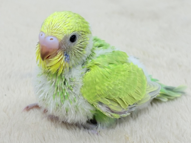 フレッシュな若緑🌱🌿.∘セキセイインコ(スパングル)ヒナ セキセイインコ