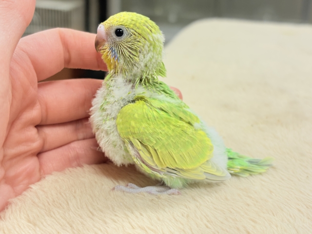 フレッシュな若緑🌱🌿.∘セキセイインコ(スパングル)ヒナ セキセイインコ