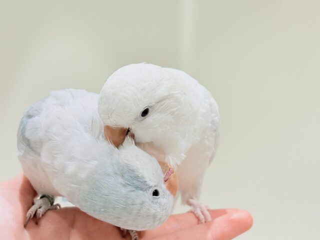 【最新画像更新🪄】甘々ちゃん来ました♡♡♡オキナインコ(ブルーオパーリン) オキナインコ