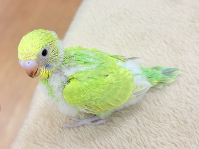 フレッシュな若緑🌱🌿.∘セキセイインコ(スパングル)ヒナ セキセイインコ